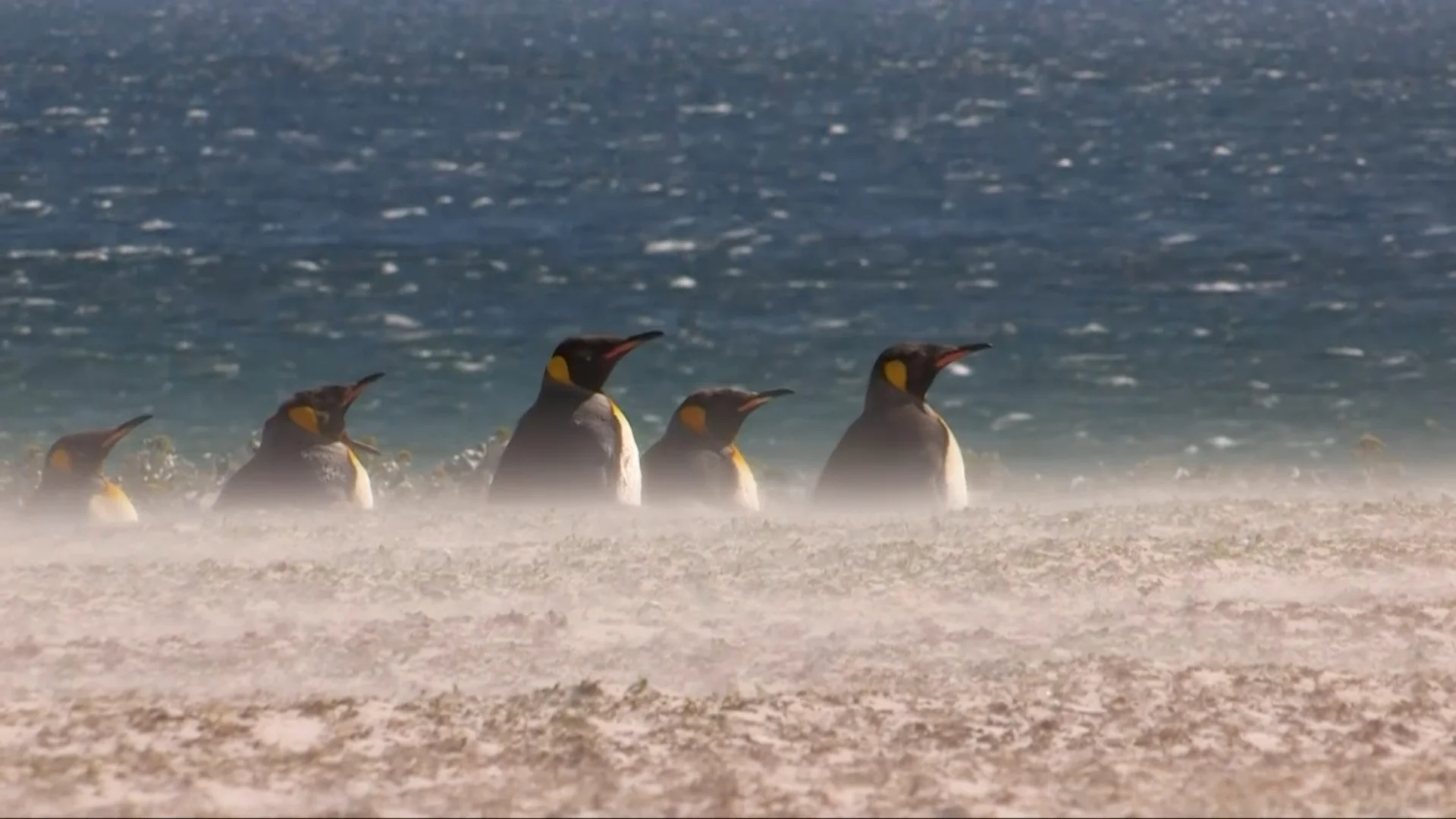 Albatros & Gorfou - Une fable australe